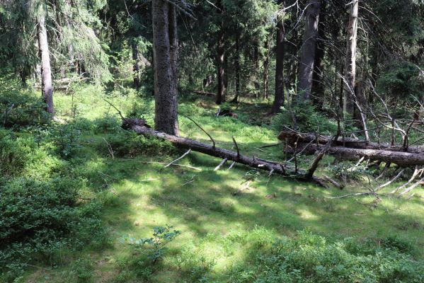 Žacléř, 13.8.2020
Rýchory, Dvorský les.
Klíčová slova: Žacléř Rýchory Dvorský les
