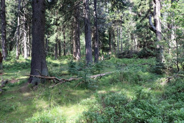 Žacléř, 13.8.2020
Rýchory, Dvorský les.
Klíčová slova: Žacléř Rýchory Dvorský les