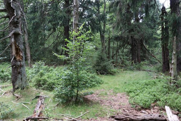 Žacléř, 13.8.2020
Rýchory, Dvorský les.
Mots-clés: Žacléř Rýchory Dvorský les