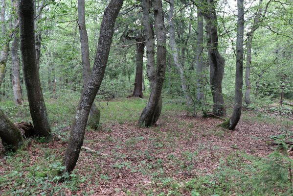 Žacléř, 13.8.2020
Rýchory, Dvorský les.
Klíčová slova: Žacléř Rýchory Dvorský les