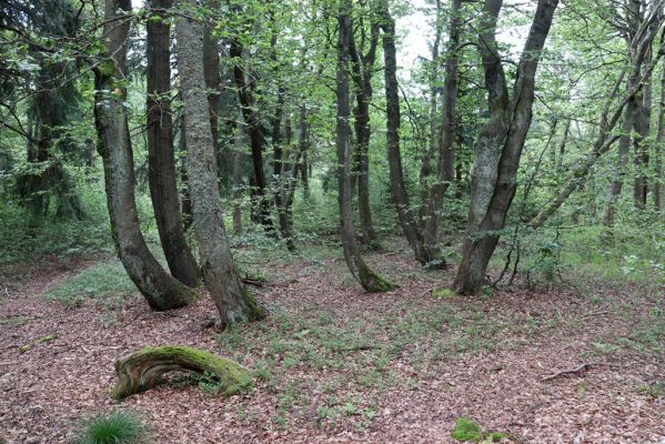 Žacléř, 13.8.2020
Rýchory, Dvorský les.
Klíčová slova: Žacléř Rýchory Dvorský les
