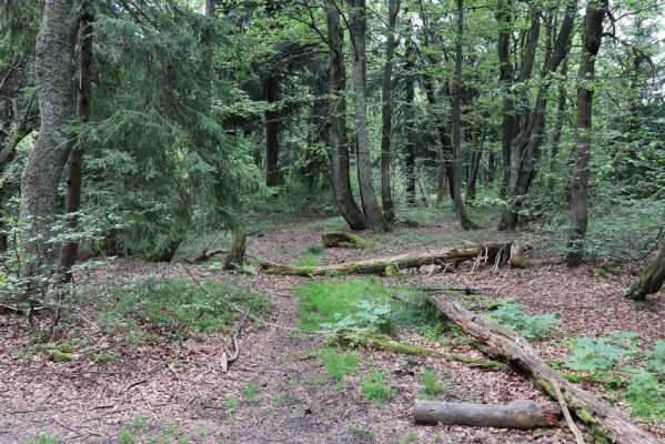 Žacléř, 13.8.2020
Rýchory, Dvorský les.
Klíčová slova: Žacléř Rýchory Dvorský les