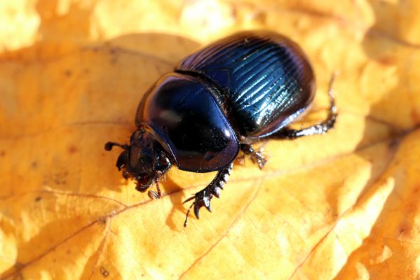 Mladé Buky, 29.10.2021
Klíčová slova: Mladé Buky Rýchory Sklenářovické údolí Geotrupes stercorarius
