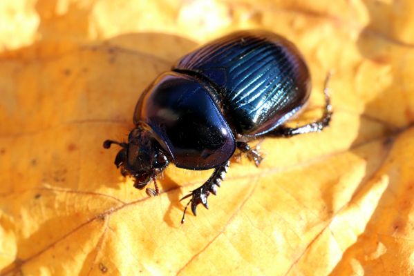 Mladé Buky, 29.10.2021
Klíčová slova: Mladé Buky Rýchory Sklenářovické údolí Geotrupes stercorarius