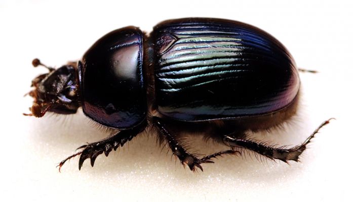 Mladé Buky, 29.10.2021
Rýchory - Sklenářovické údolí. Chrobák Geotrupes stercorarius.
Klíčová slova: Mladé Buky Rýchory Sklenářovické údolí Geotrupes stercorarius