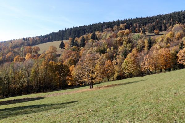 Mladé Buky, 29.10.2021
Rýchory - Sklenářovické údolí.
Klíčová slova: Mladé Buky Rýchory Sklenářovické údolí Geotrupes stercorarius