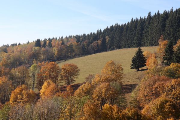 Mladé Buky, 29.10.2021
Rýchory - Sklenářovické údolí.
Schlüsselwörter: Mladé Buky Rýchory Sklenářovické údolí