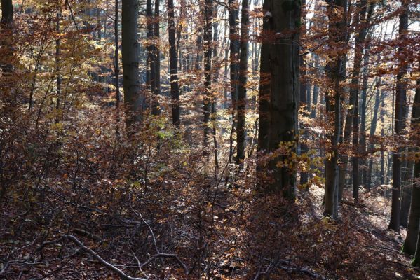Mladé Buky, 29.10.2021
Rýchory - Zlatý potok.
Klíčová slova: Mladé Buky Rýchory Zlatý potok