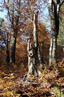 Žacléř, 29.10.2021
Rýchory - Dvorský les.
Schlüsselwörter: Žacléř Rýchory Dvorský les