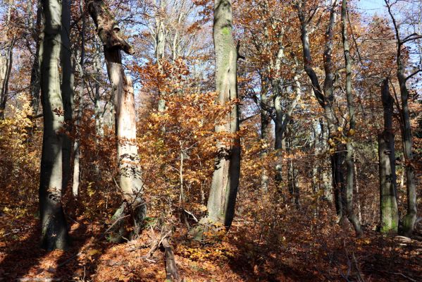 Žacléř, 29.10.2021
Rýchory - Dvorský les.
Klíčová slova: Žacléř Rýchory Dvorský les