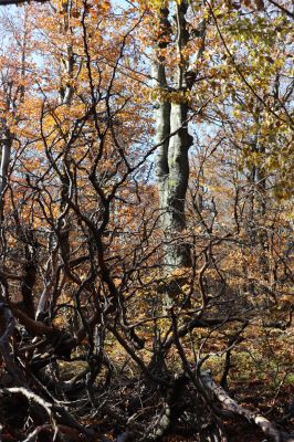 Žacléř, 29.10.2021
Rýchory - Dvorský les.
Schlüsselwörter: Žacléř Rýchory Dvorský les