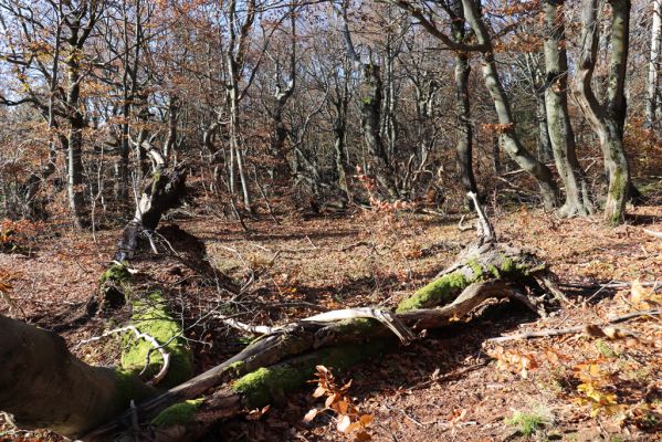 Žacléř, 29.10.2021
Rýchory - Dvorský les.
Klíčová slova: Žacléř Rýchory Dvorský les