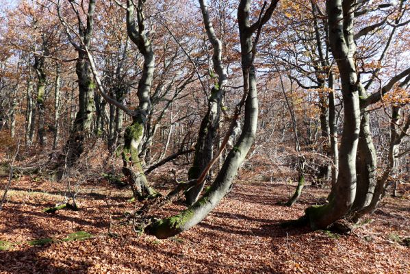 Žacléř, 29.10.2021
Rýchory - Dvorský les.
Mots-clés: Žacléř Rýchory Dvorský les