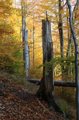 Žacléř, 29.10.2021
Les u zámku.
Klíčová slova: Žacléř zámek les
