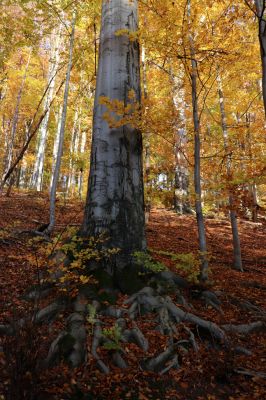 Žacléř, 29.10.2021
Les u zámku.
Keywords: Žacléř zámek les