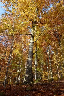 Žacléř, 29.10.2021
Les u zámku.
Keywords: Žacléř zámek les