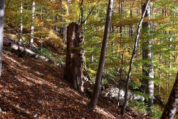 Žacléř, 29.10.2021
Les u zámku.
Klíčová slova: Žacléř zámek les