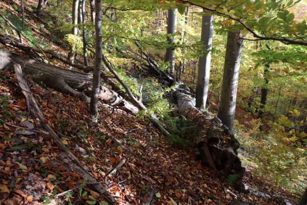 Žacléř, 29.10.2021
Les u zámku.
Klíčová slova: Žacléř zámek les