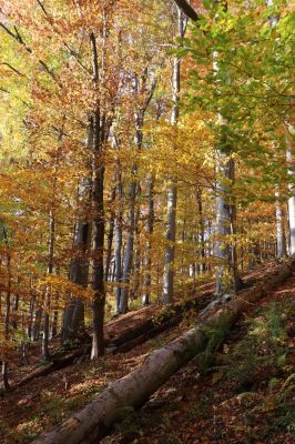 Žacléř, 29.10.2021
Les u zámku.
Mots-clés: Žacléř zámek les