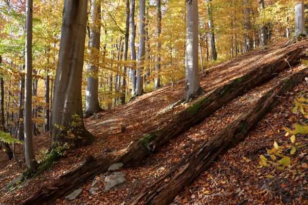 Žacléř, 29.10.2021
Les u zámku.
Keywords: Žacléř zámek les