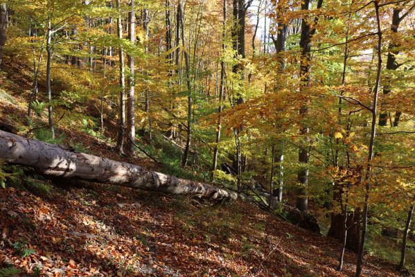 Žacléř, 29.10.2021
Les u zámku.
Klíčová slova: Žacléř zámek les