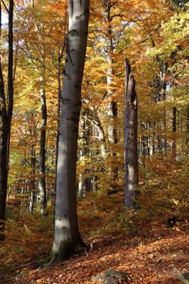 Žacléř, 29.10.2021
Les u zámku.
Klíčová slova: Žacléř zámek les