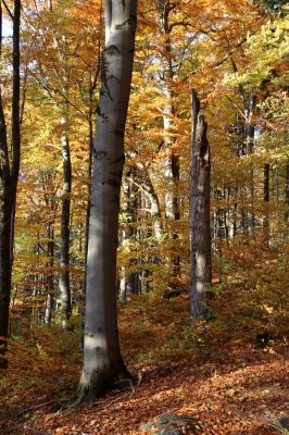 Žacléř, 29.10.2021
Les u zámku.
Schlüsselwörter: Žacléř zámek les