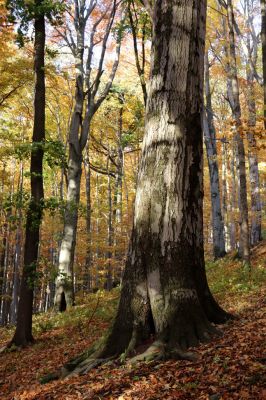 Žacléř, 29.10.2021
Les u zámku.
Klíčová slova: Žacléř zámek les