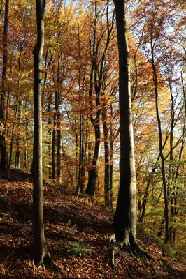 Žacléř, 29.10.2021
Les u zámku.
Schlüsselwörter: Žacléř zámek les