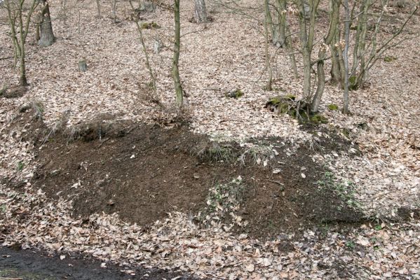 Staré Město, 26.2.2016
Vrch Třebovské hradisko - PP Hradisko. Biotop kovaříka Cardiophorus erichsoni.


Klíčová slova: Staré Město Třebovské hradisko PP Hradisko Cardiophorus erichsoni Pheletes aeneoniger