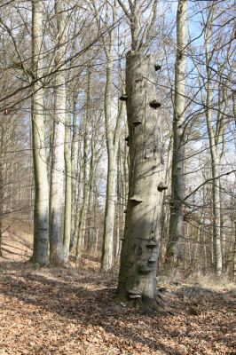 Staré Město, 26.2.2016
Vrch Třebovské hradisko - PP Hradisko.


Keywords: Staré Město Třebovské hradisko PP Hradisko