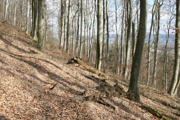 Staré Město, 26.2.2016
Vrch Třebovské hradisko - PP Hradisko.



Schlüsselwörter: Staré Město Třebovské hradisko PP Hradisko Denticollis rubens