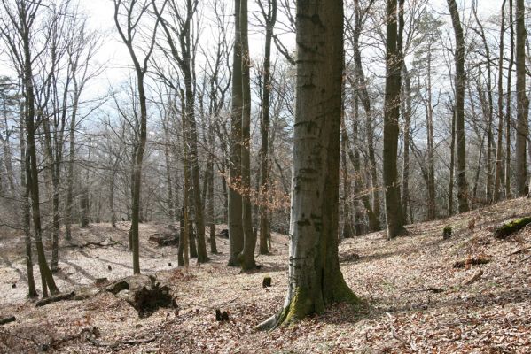 Staré Město, 26.2.2016
Vrch Třebovské hradisko - PP Hradisko.



Klíčová slova: Staré Město Třebovské hradisko PP Hradisko