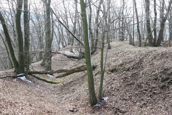 Staré Město, 26.2.2016
Vrch Třebovské hradisko - PP Hradisko.



Klíčová slova: Staré Město Třebovské hradisko PP Hradisko