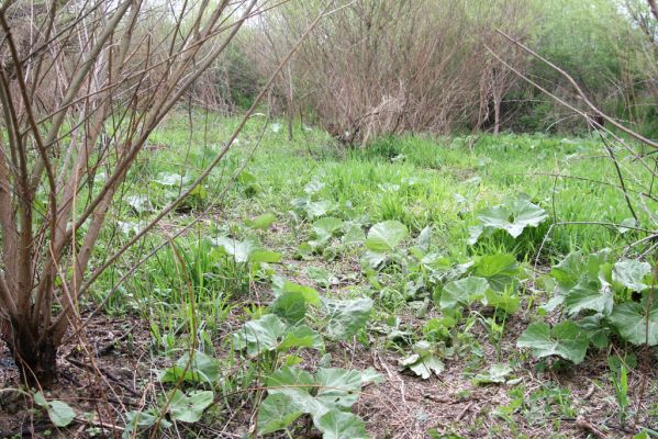 Šarišské Michaľany, 21.4.2014
Světlina v lužním lese u levého břehu Torysy - biotop kovaříka Cidnopus aeruginosus.



Mots-clés: Šarišské Michaľany řeka Torysa Cidnopus aeruginosus