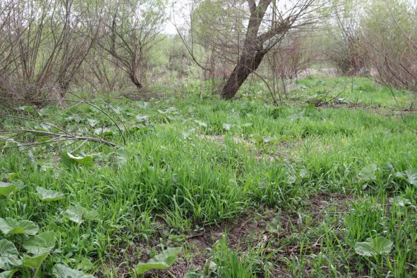 Šarišské Michaľany, 21.4.2014
Světlina v lužním lese u levého břehu Torysy - biotop kovaříka Cidnopus aeruginosus.



Klíčová slova: Šarišské Michaľany řeka Torysa Cidnopus aeruginosus