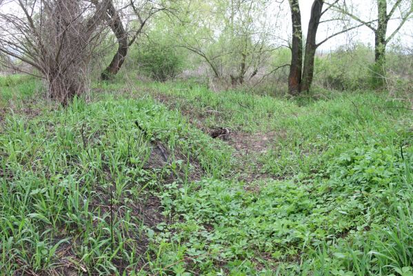 Šarišské Michaľany, 21.4.2014
Světlina v lužním lese u levého břehu Torysy - biotop kovaříka Cidnopus aeruginosus.



Schlüsselwörter: Šarišské Michaľany řeka Torysa Cidnopus aeruginosus