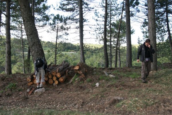 Ronda, Sierra de las Nieves, 7.5.2011
Mladé borovice.



Klíčová slova: Málaga Ronda Sierra de las Nieves Ampedus aurilegulus