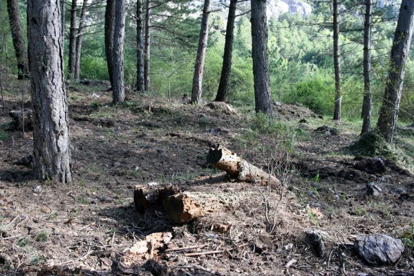 Ronda, Sierra de las Nieves, 7.5.2011
Trouchnivé borové dřevo - biotop kovaříků Ampedus aurilegulus.



Schlüsselwörter: Málaga Ronda Sierra de las Nieves Ampedus aurilegulus