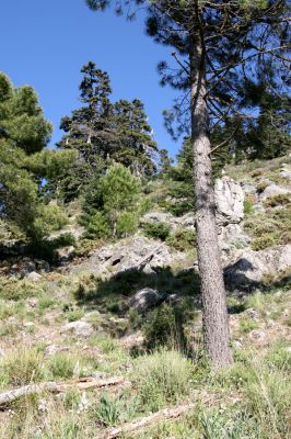 Ronda, Sierra de las Nieves, 7.5.2011
Borovice na úpatí hor.



Klíčová slova: Málaga Ronda Sierra de las Nieves