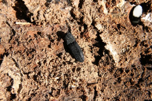 Ronda, Sierra de las Nieves, 7.5.2011
Kovařík Lacon punctatus pod kůrou borového pařezu..
 


Mots-clés: Málaga Ronda Sierra de las Nieves Lacon punctatus