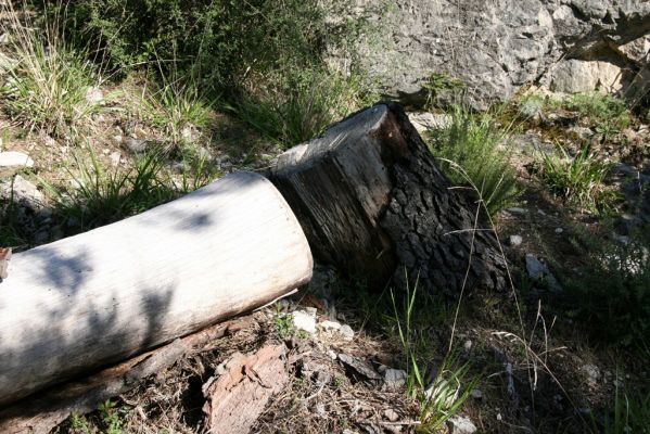 Ronda, Sierra de las Nieves, 7.5.2011
Pokácená borovice - pařez osídlený kovaříky Lacon punctatus.



Mots-clés: Málaga Ronda Sierra de las Nieves Lacon punctatus