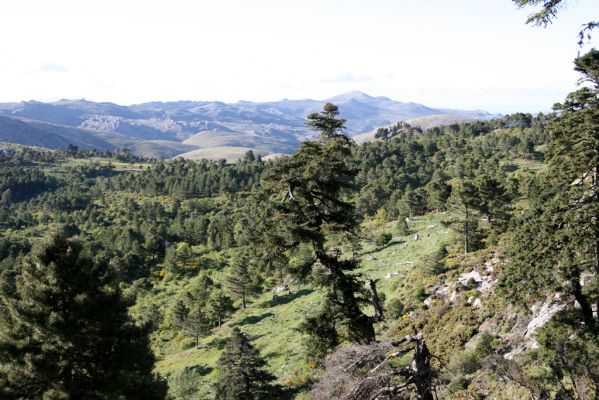 Ronda, Sierra de las Nieves, 7.5.2011
Staré borovice na severozápadním svahu hor.



Klíčová slova: Málaga Ronda Sierra de las Nieves