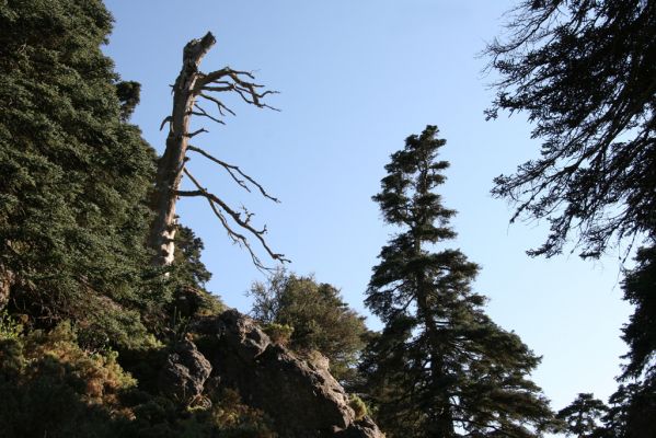 Ronda, Sierra de las Nieves, 7.5.2011
Staré borovice na severozápadním svahu hor.


Schlüsselwörter: Málaga Ronda Sierra de las Nieves