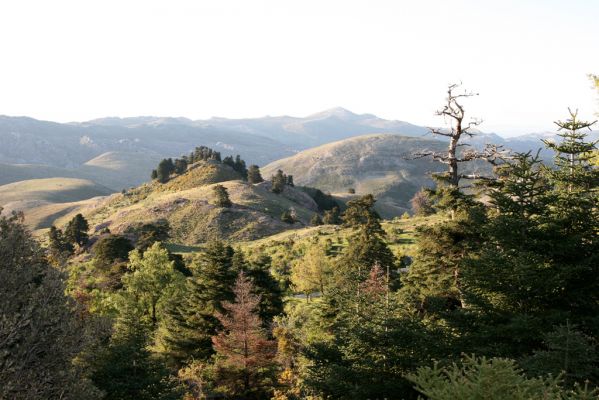 Ronda, Sierra de las Nieves, 7.5.2011
Borový les na severozápadních svazích hor.
Schlüsselwörter: Málaga Ronda Sierra de las Nieves