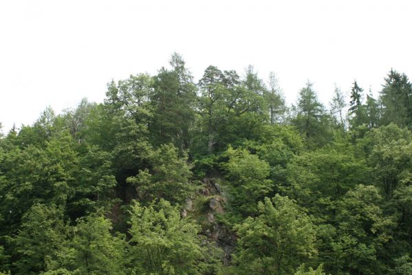 Nasavrky, 18.7.2007
Slavická obora - Strádovské Peklo.


Klíčová slova: Nasavrky Slavická obora Strádovské Peklo