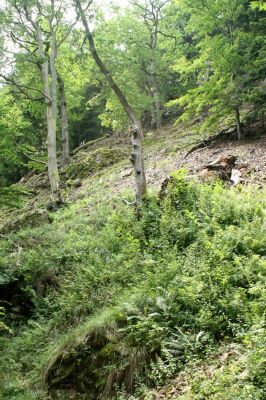 Nasavrky, 18.7.2007
Slavická obora - Strádovské Peklo.



Klíčová slova: Nasavrky Slavická obora Strádovské Peklo