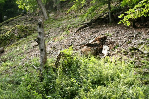 Nasavrky, 18.7.2007
Slavická obora - Strádovské Peklo



Schlüsselwörter: Nasavrky Slavická obora Strádovské Peklo