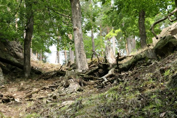 Nasavrky, 18.7.2007
Slavická obora - Strádovské Peklo.



Klíčová slova: Nasavrky Slavická obora Strádovské Peklo