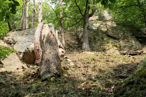 Nasavrky, 18.7.2007
Slavická obora - Strádovské Peklo.



Klíčová slova: Nasavrky Slavická obora Strádovské Peklo